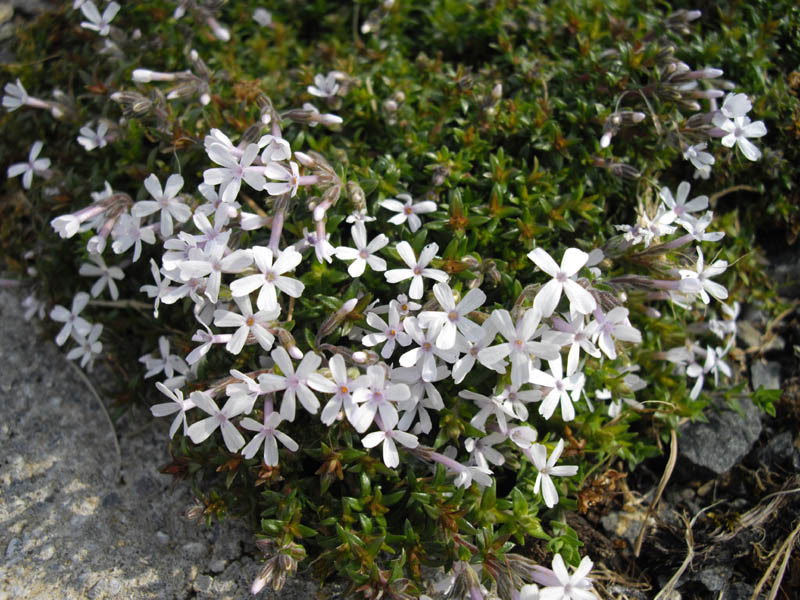 Phlox 'Tiny Bugless' photo